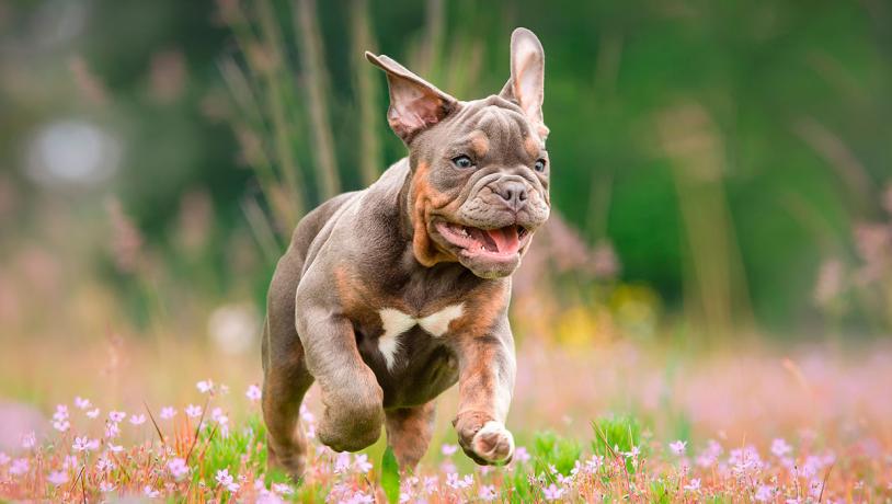 Bulldog puppy at play