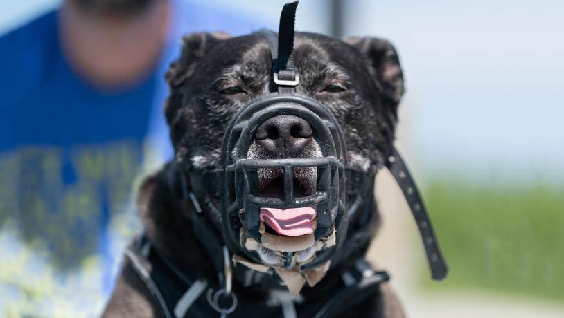 Dog with muzzle