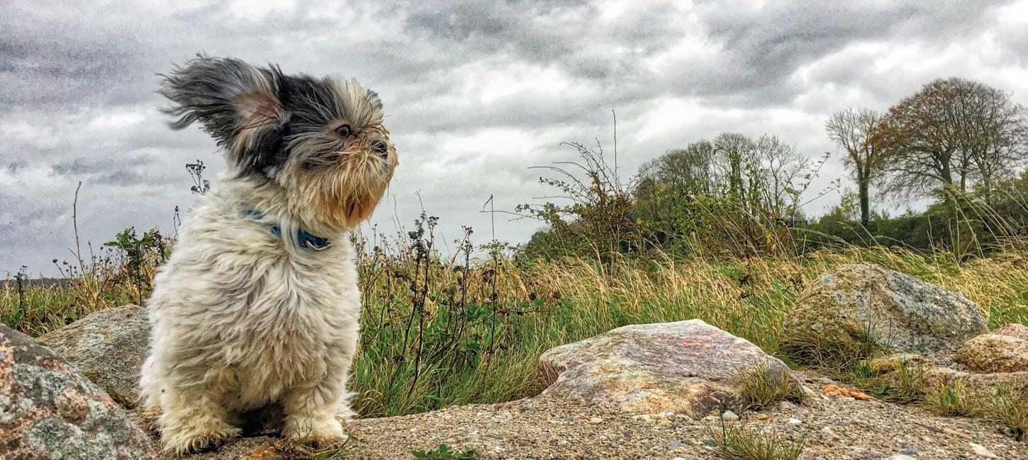 Hund på sten langs østkysten