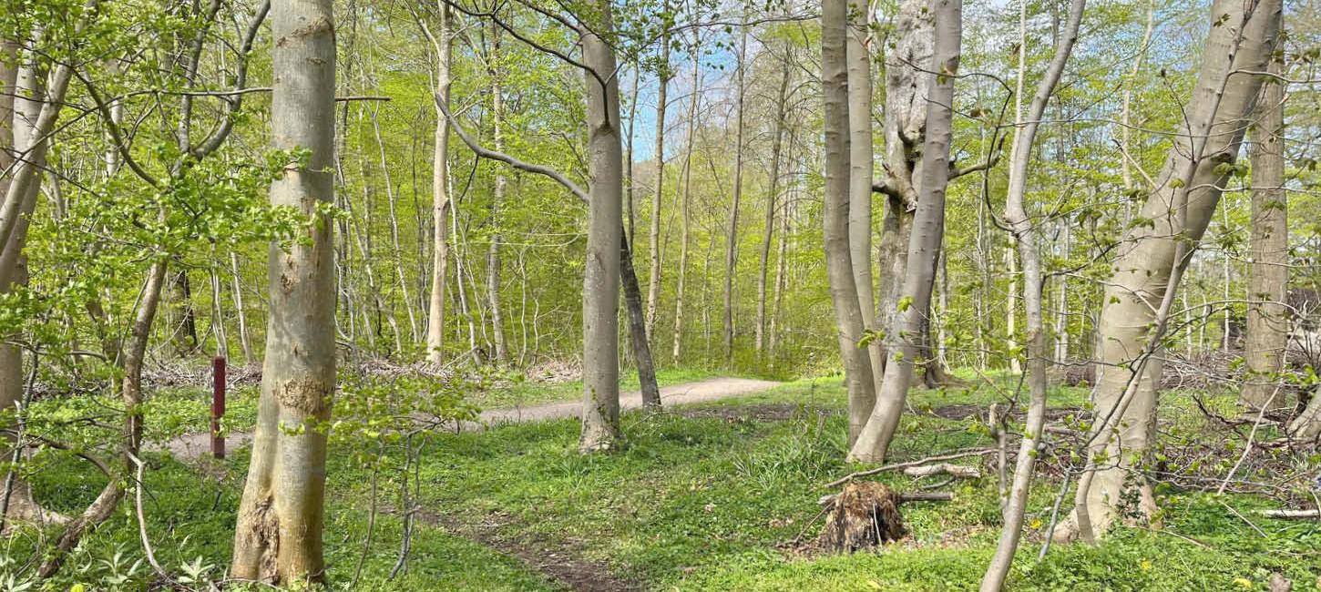 Hjelm Wald bei Aabenraa