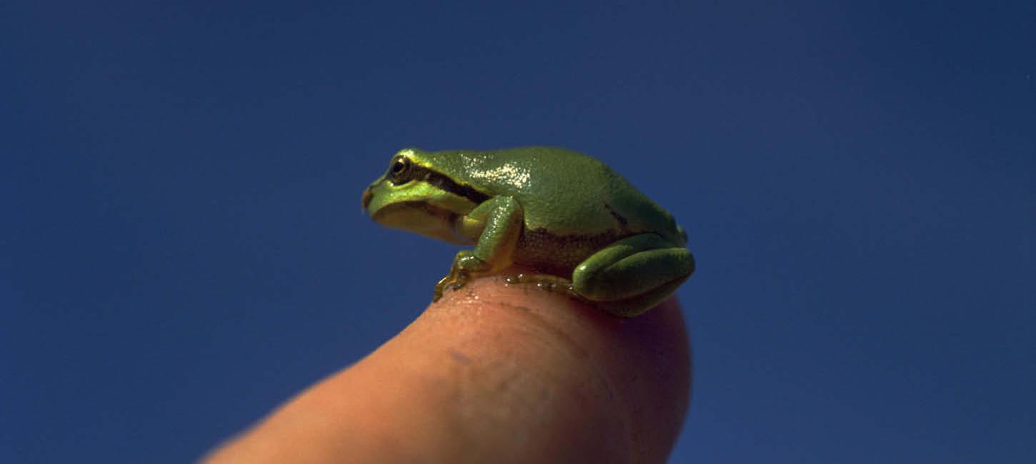 Small European tree frog on the finger