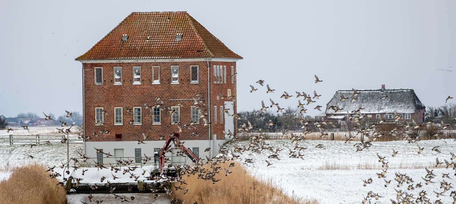 Vinter i marsken, med sne på marken og fugle der flyver