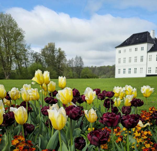Gule og bordeaux tulipaner foran Graasten Slot