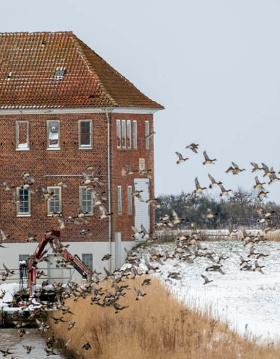 Vinter i marsken, med sne på marken og fugle der flyver